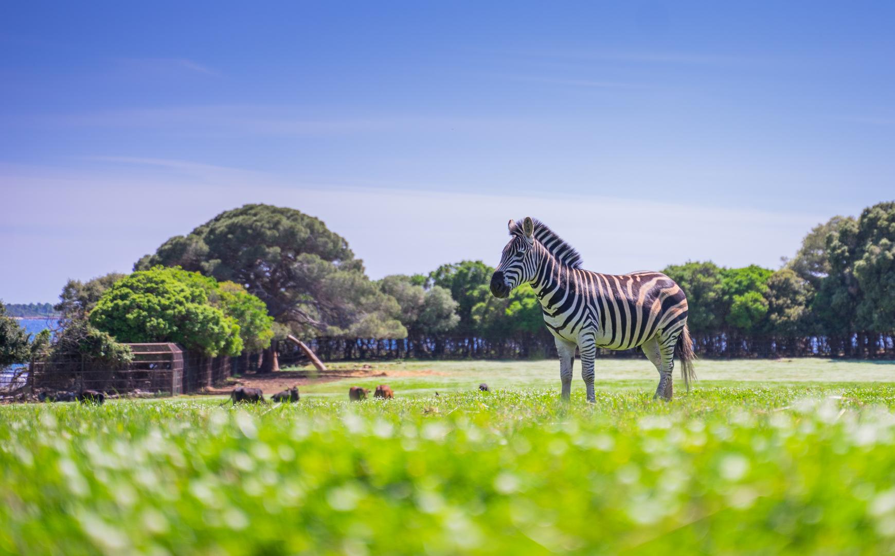 safari park brijuni pula